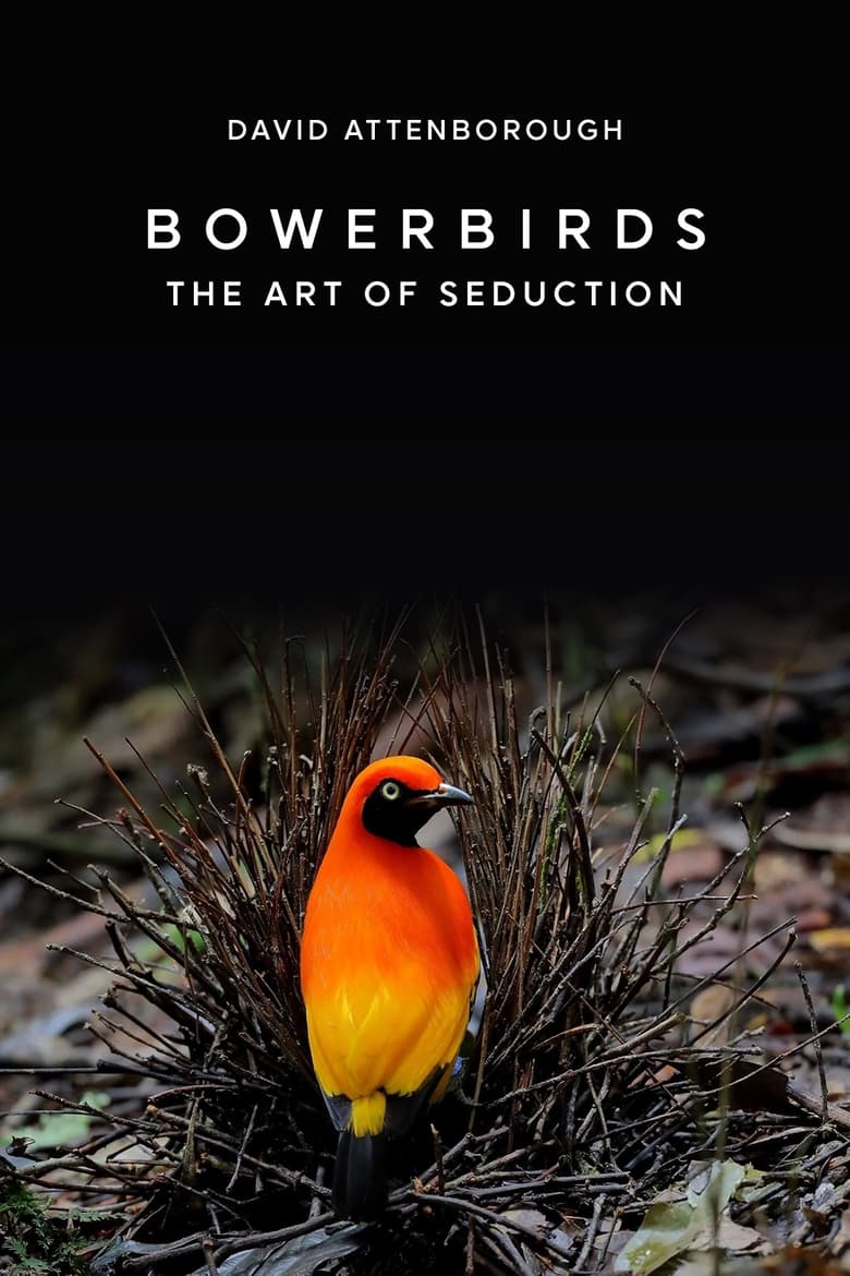 Bowerbirds: The Art of Seduction 2000